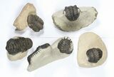 Lot: Assorted Devonian Trilobites - Pieces #79775-2